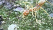 ANT MAN Promo Clip Wild Outside Ants (2015) Paul Rudd Marvel Superhero Movie HD