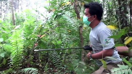 Orangotangos em risco por causa de incêndios na Indonésia