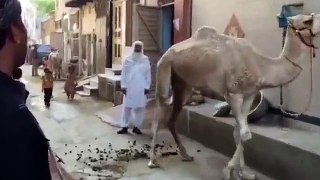 Watch Camel Dancing On The Naat Of Holy Prophet Hazrat Muhammad (PBUH)