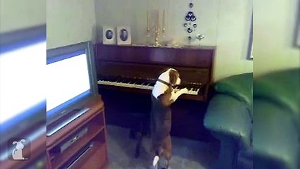 Daikhein Music ki Awaz per Kutte kia kar rhe - Dogs Funny Compilation