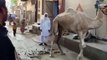 Watch Camel Dancing On The Naat Of Holy Prophet Hazrat Muhammad (PBUH)
