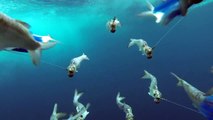 GoPro Awards- Marlin Encounter