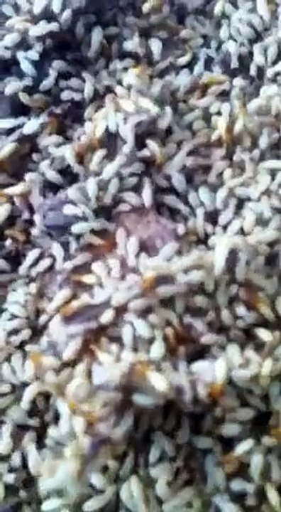 Diệt mối Quỳnh Tân | Diệt mối tận gốc