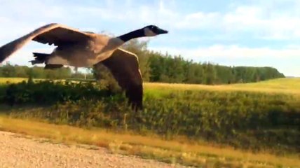 Uçarak Kamyoneti Takip Eden Kaz