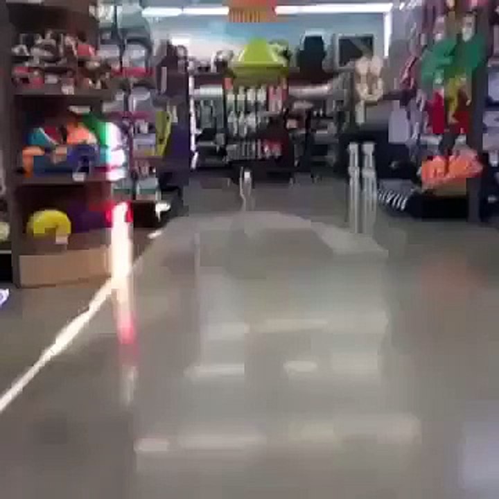 Funny Vines   Dog Loves His New Shoes