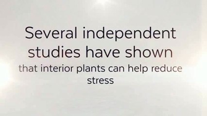 Importance Of Plants In Your Home
