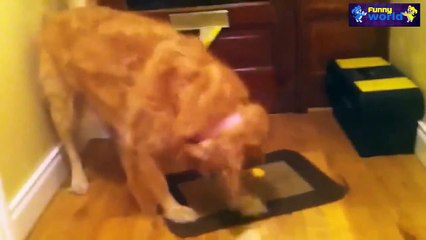 MOST FUNNY DOG COMPILATION 2016 - MOST FUNNY DOG VIDEOS 2016