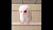 Albino Owl : so impressive bird with red eyes