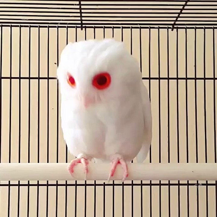 This TIny Albinos Owl Is Creepy As Hell