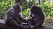 Most Funny Monkey Videos - Funny Animals Smart Monkey