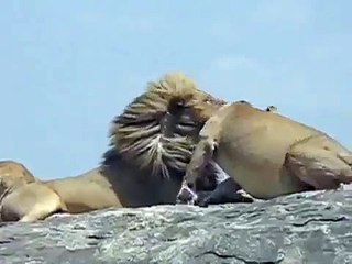 Lion Mating - Lions Having Love Like Humans