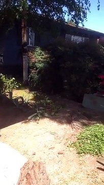 Neighbor Freaks Out Over Tree Cutting -Amazing Videos-Funny Videos Collection