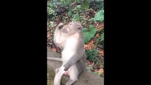 Funny Monkey Picks Nose and Eats it