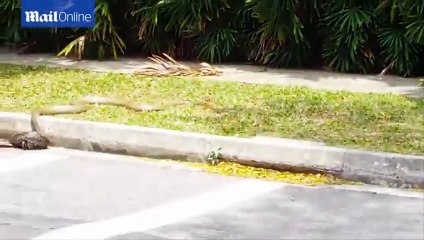 Snake showdown in Singapore as a cobra takes on a python