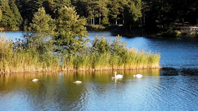 Лебеди осенью