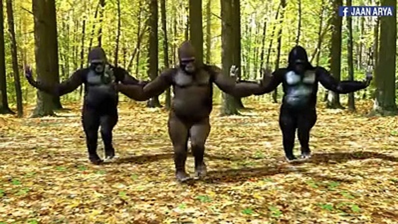 I Need to Learn These Gorilla Dance Moves