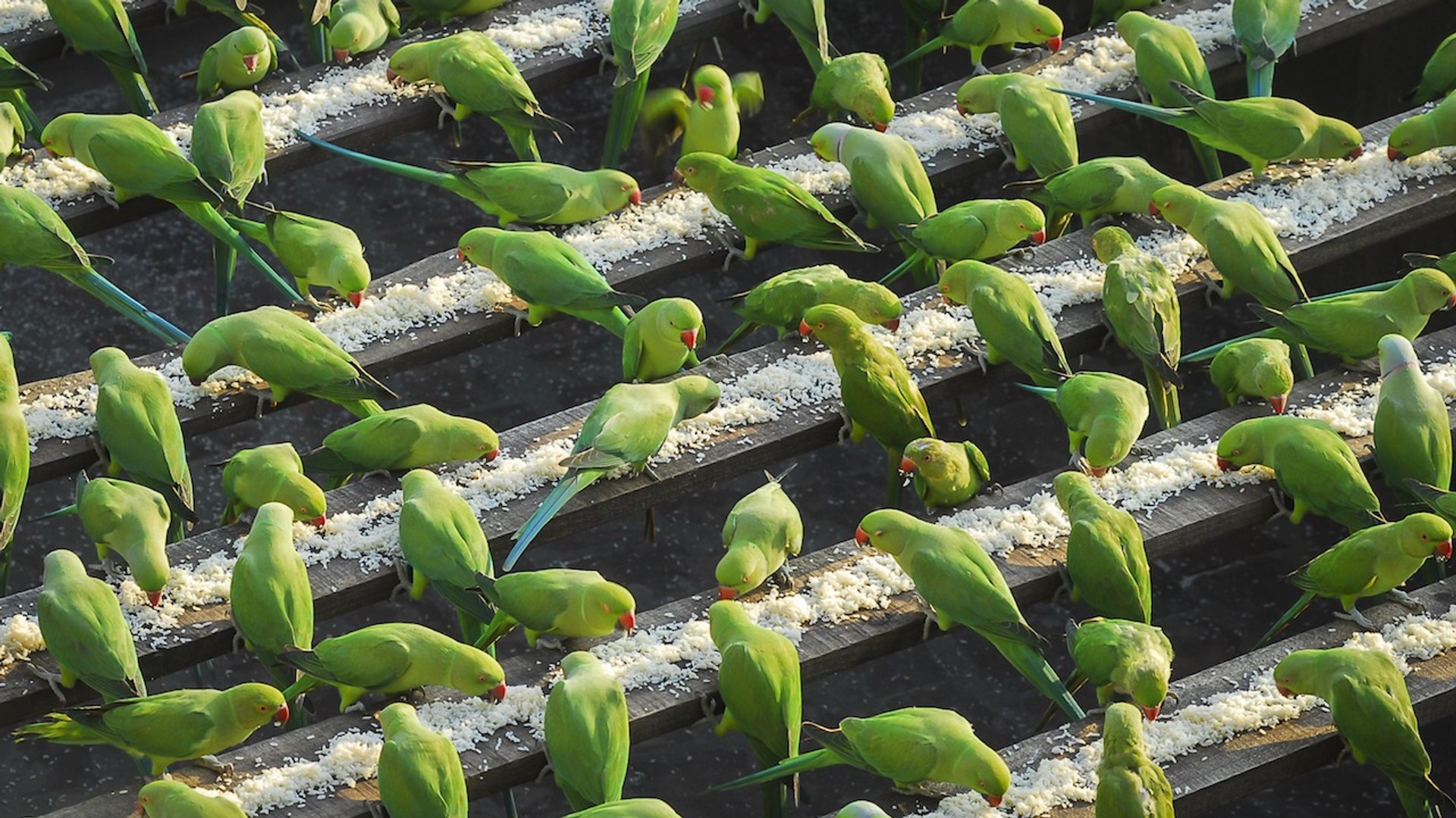 India’s ‘Birdman’ Feeds 4,000 Parakeets A Day