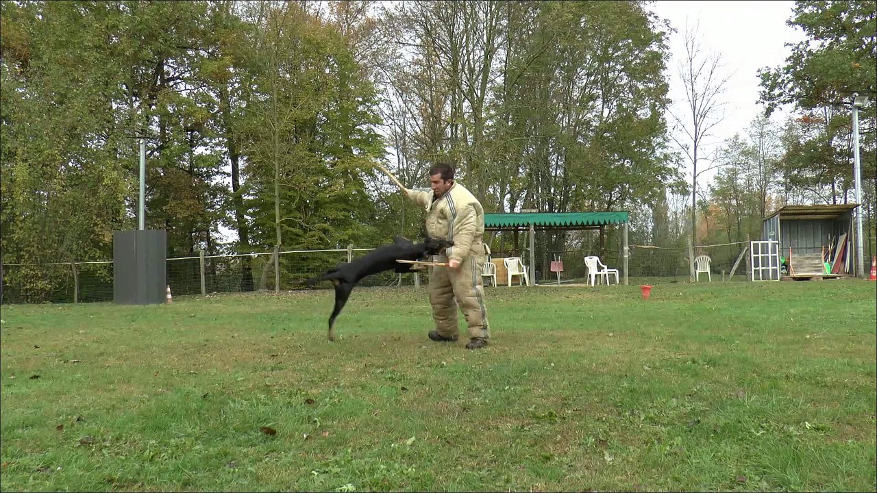 Magmar Von Der Burgstätte