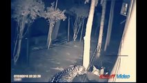 Shocking footage - CCTV captured Tiger attacking dog in Kashipur, India
