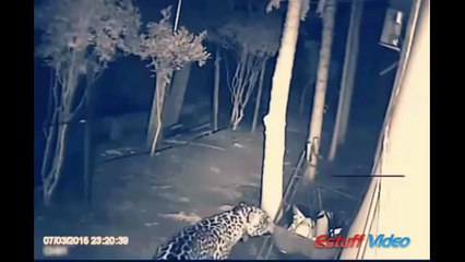 Shocking footage - CCTV captured Tiger attacking dog in Kashipur, India