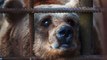 Жестокое обращение с животными в Украине. Ужасное торговля медведями / Турист выложил кадры в ютуб и спас медвежонка