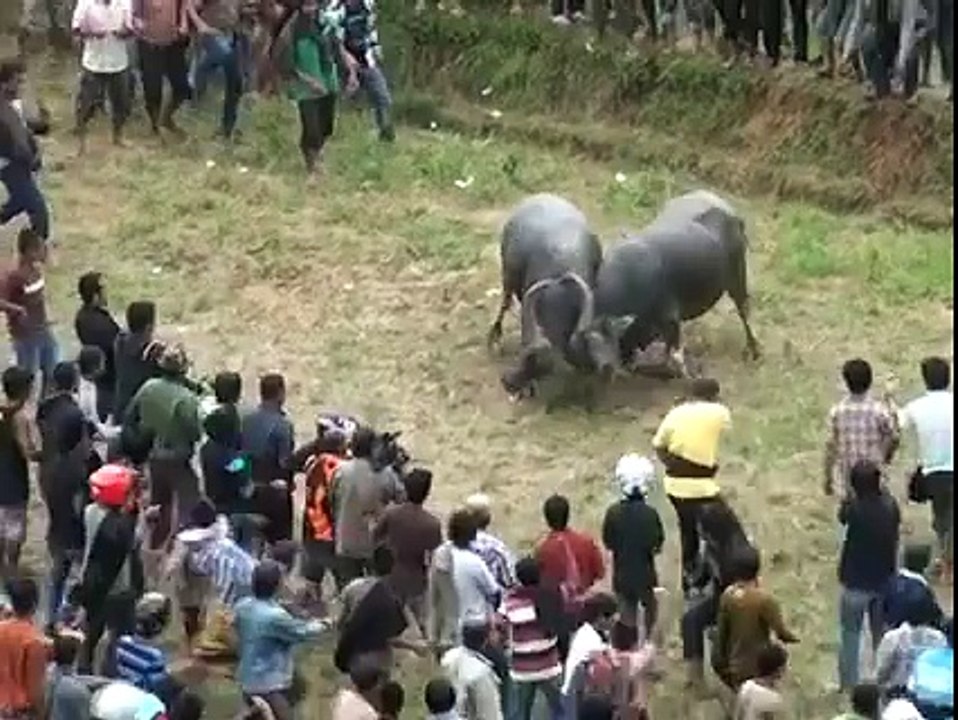 Amazing Bulls Fight Each other - My Favorite Clips