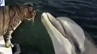 Amazing Love Between Cat And Dolphen Must Watch - My Favorite Clips
