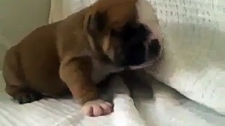 Dog Baby wants Sleep Must Watch Video -  My Favorite Clips