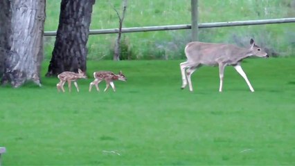Baby Deer Refuses to Abandon Rescuer