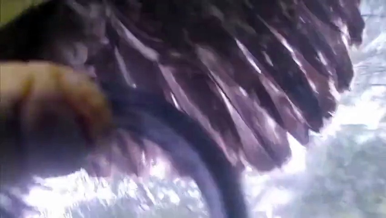 Bald Eagle Steals GoPro  Bird Selfie