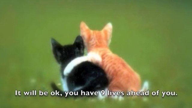 Funny cat photos with captions, laughs, cute kittens, talkin