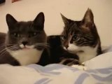 2 talking cats: Translation (parkay)