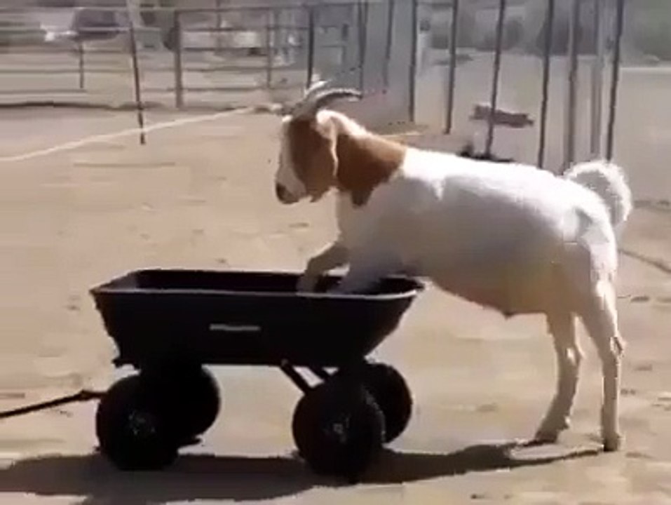 talented goats