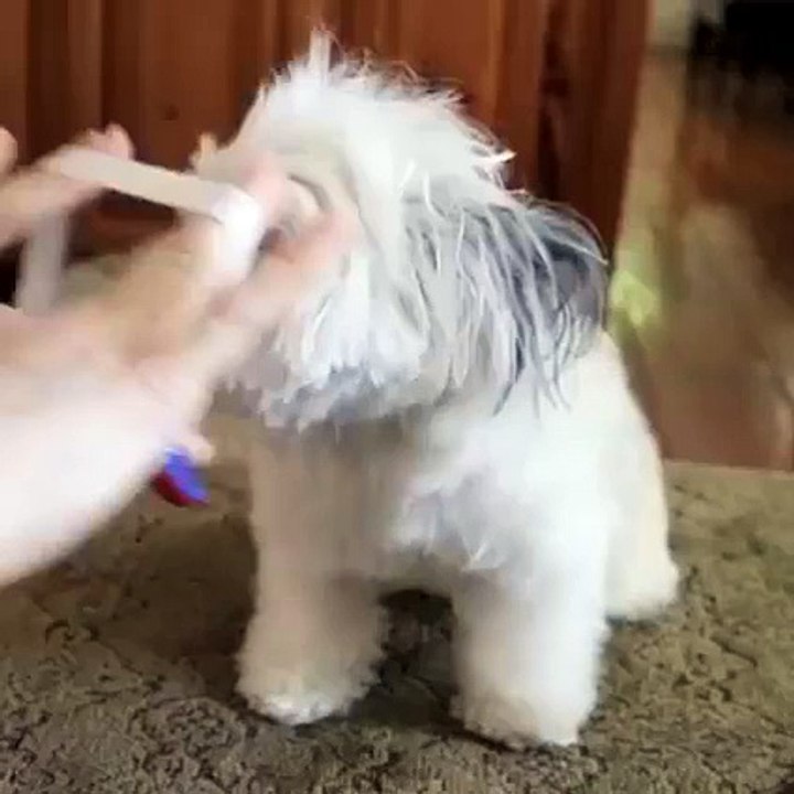 A beautiful puppy