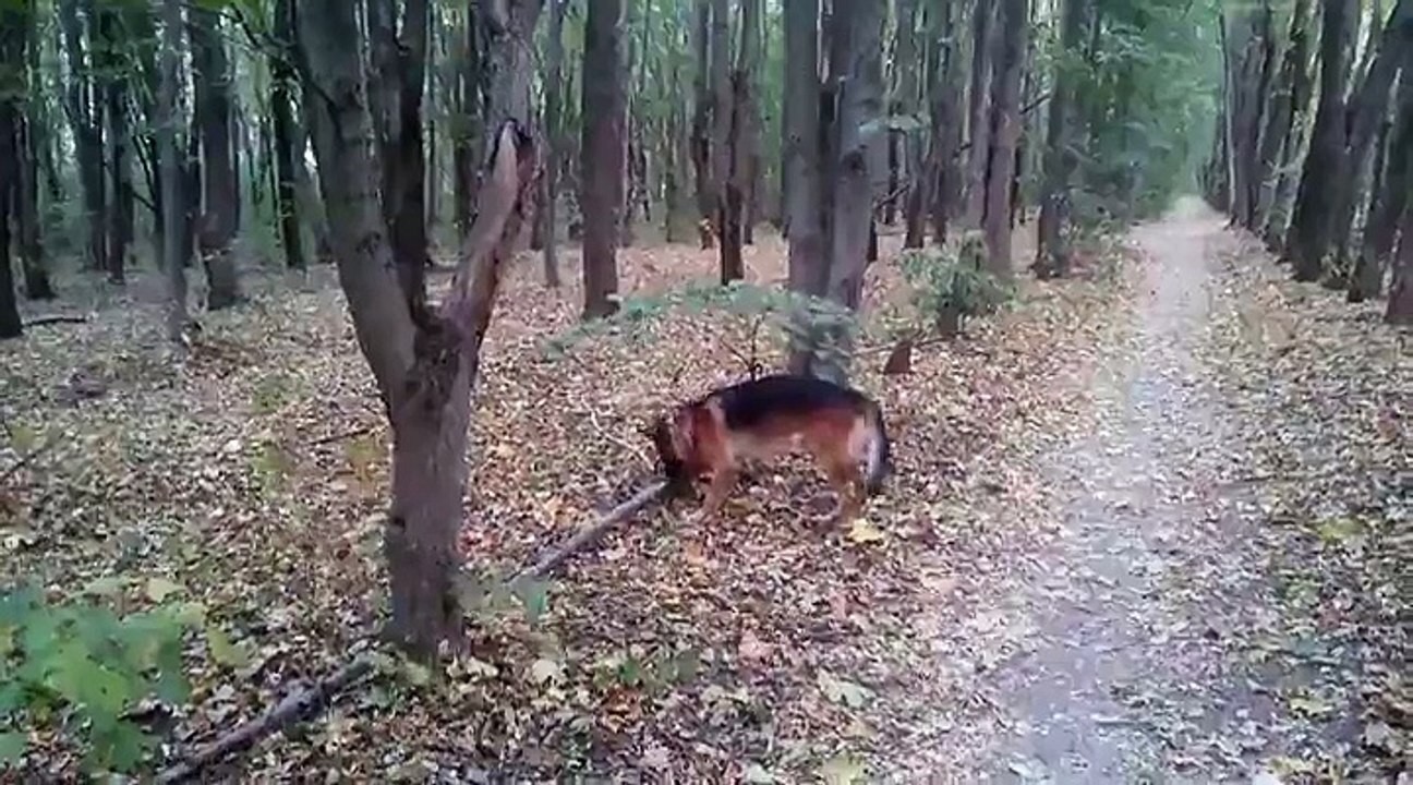 Un chien s'attaque à un bout de bois....énorme !