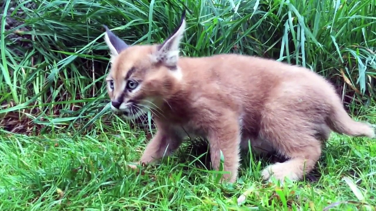ce chat sauvage de 6 semaines découvrent la nature pour la première fois
