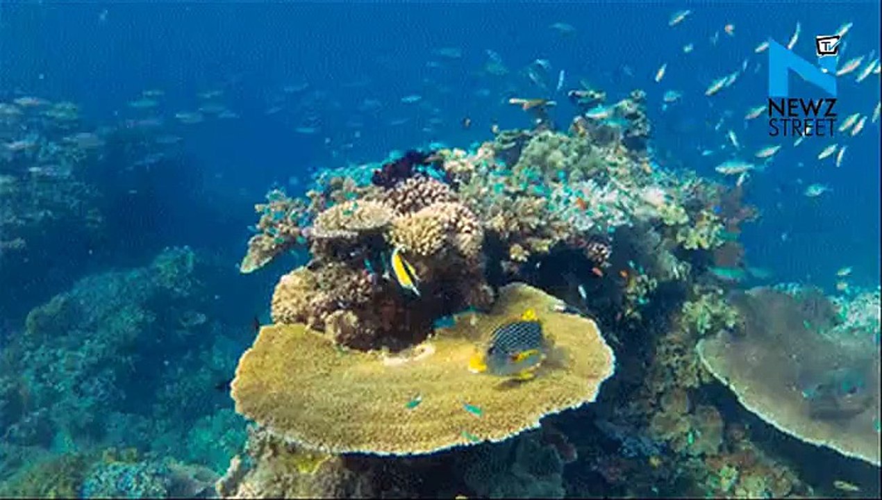 A bizarre sea creature captured on cam in sea cave