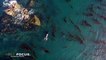 Un orque tue un phoque en l'envoyant voler à 25 mètres de hauteur