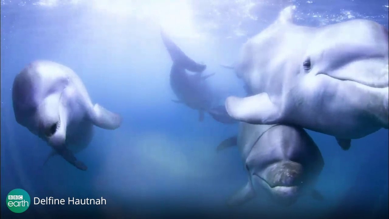 Dolphins