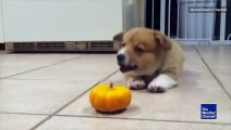 Corgi Puppy playing with toy