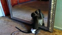 Funny Monkeys - Funny Animal Videos Compilation of the Funniest Animals HD
