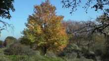 Nazomer in de Zilk