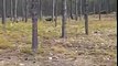 Man Catches Huge Wolf Attack Dog on Camera!