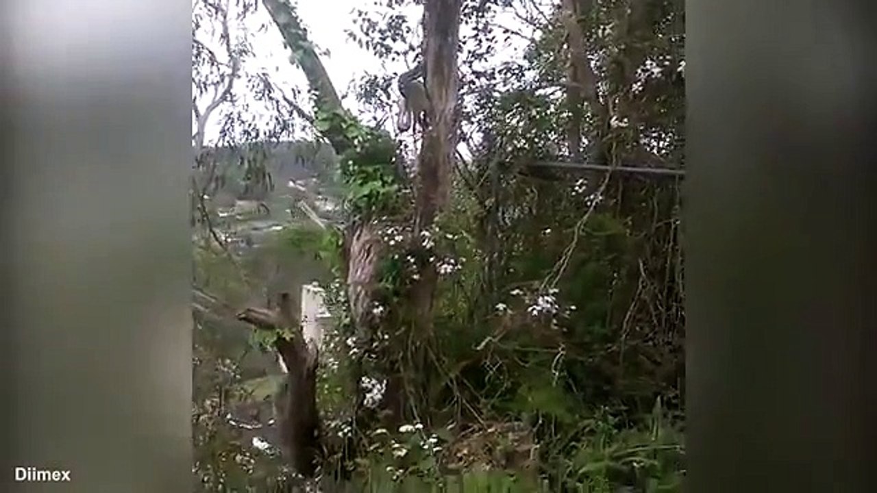 Python eats a possum while hanging from the tree!