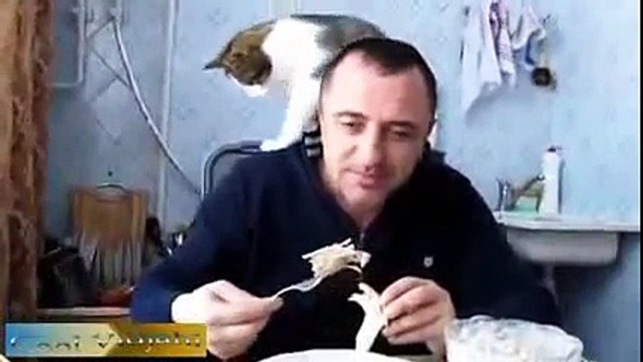Kedi çakal statiği. Komik kedi maması markaları