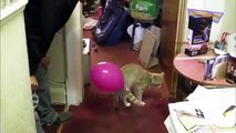 Kediler ve köpekler balonlar karşı. Komik kedi ve köpekler