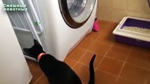 Kediler ve çamaşır makineleri. Çamaşır makineleri çalışmalarını izlerken Komik kediler