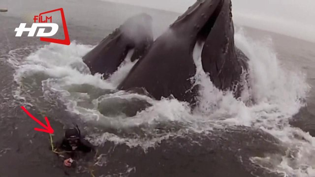 Это невероятно. Два гигантских кита чуть не проглотили дайверов / На волосок от гибели
