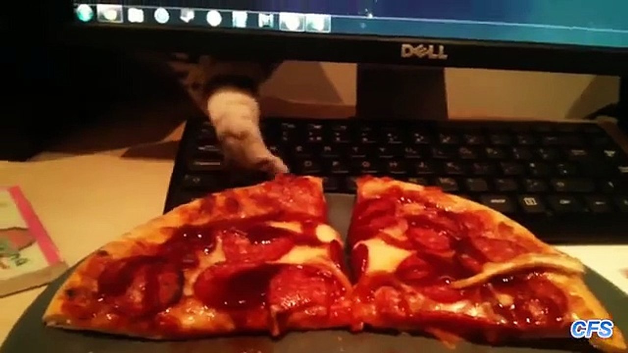 Kediler Pizza çalmak. Komik kediler Pizza çalmak