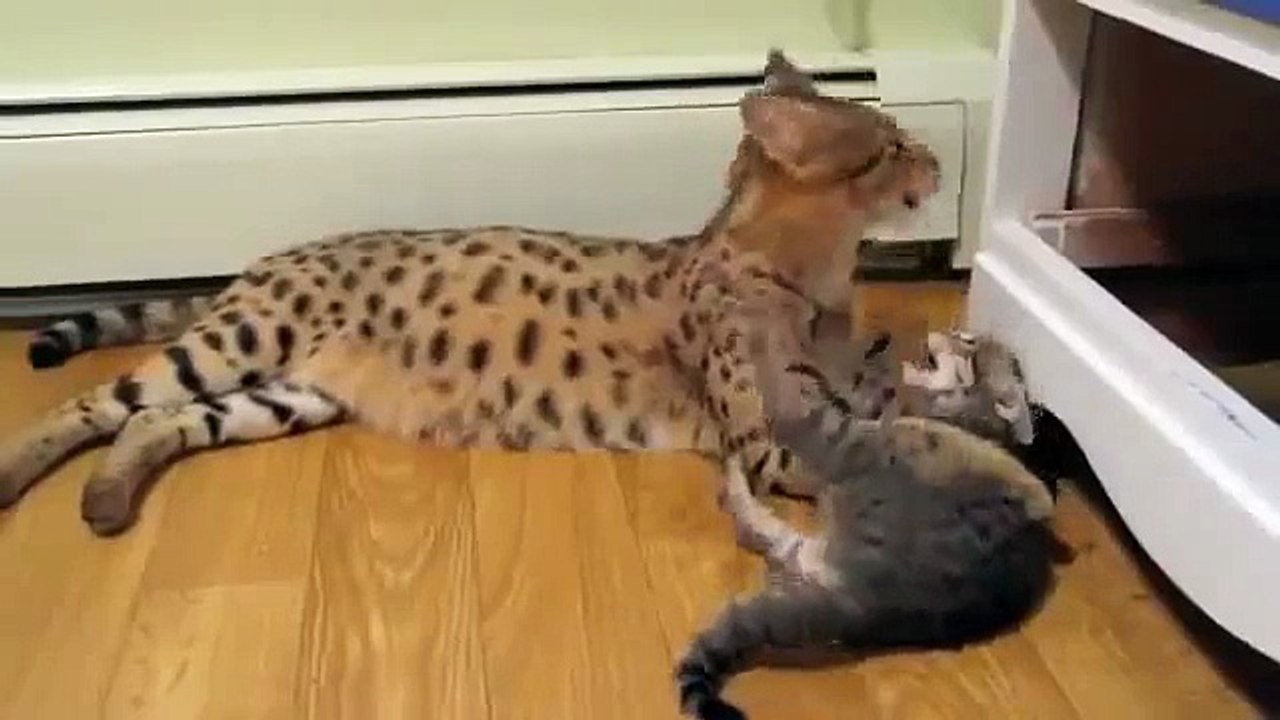 Gato e gatinho Asher raça diferente. Diversão com gatos